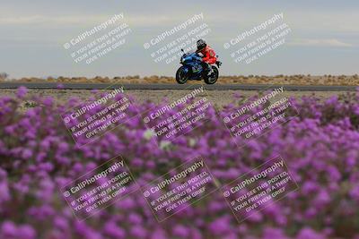 media/Jan-14-2023-SoCal Trackdays (Sat) [[497694156f]]/Turn 14 Exit Bloomig (145pm)/